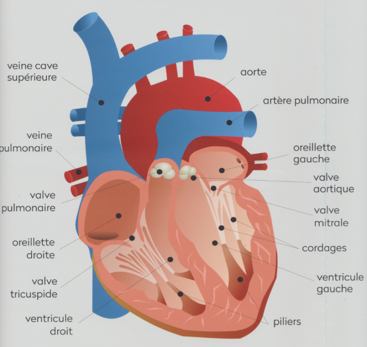 40 ans de progrès en cardiologie Chapitre 3 maladies des valves