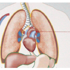 Schéma des pathologies cardiorespiratoires liées au tabac